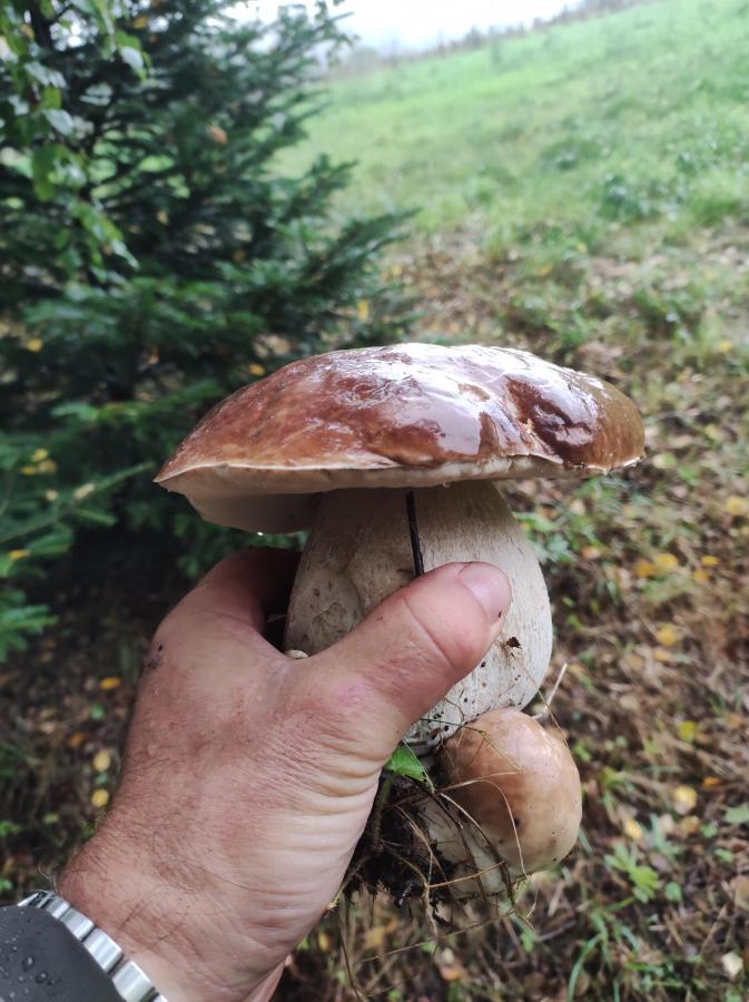 Rezydencja Bukowy Dwór Comuna de Czarna Exterior foto